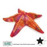 Pluszak Rozgwiazda All About Nature